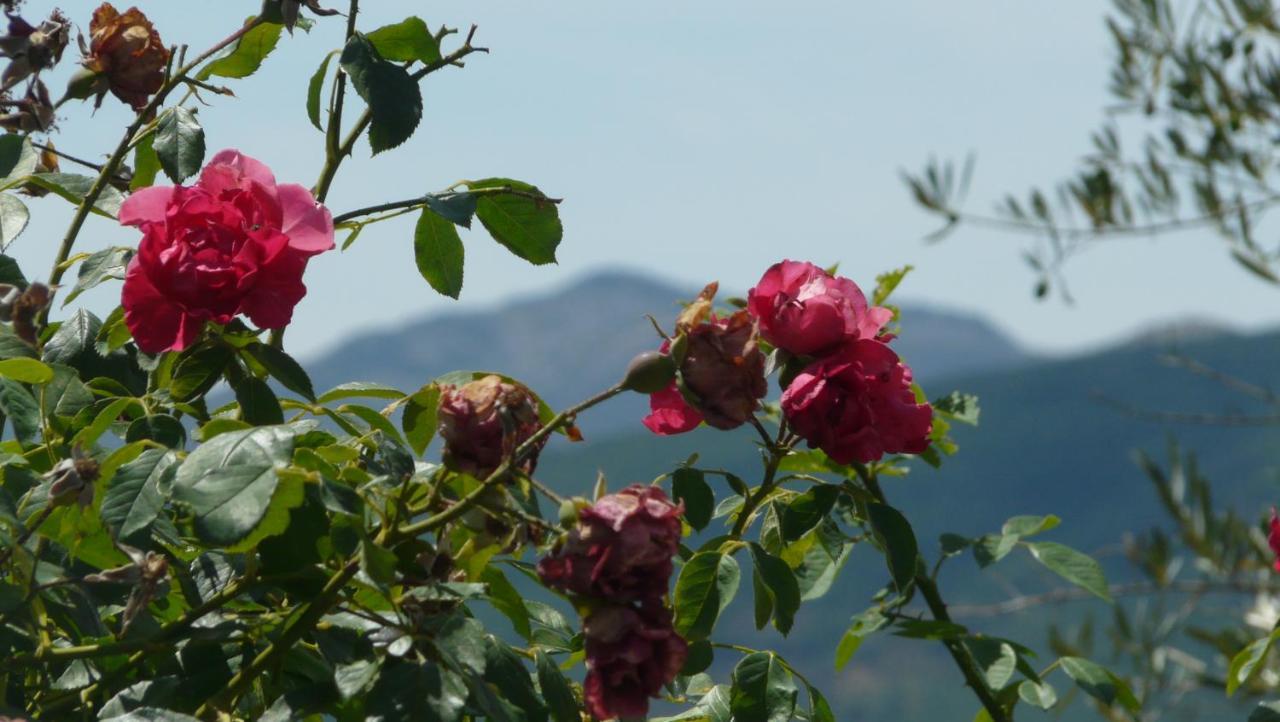 El Huerto De Leon Villa Pradena del Rincon Eksteriør bilde